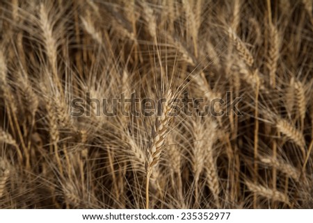 Ripe stalks of wheat in the field are ready to be harvested