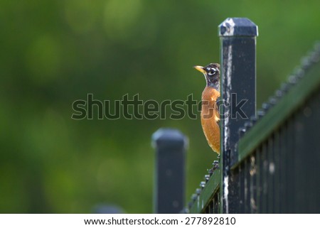 American Robin Perched On a Fence