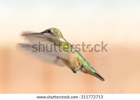 Flying Female Ruby-Throated Hummingbird