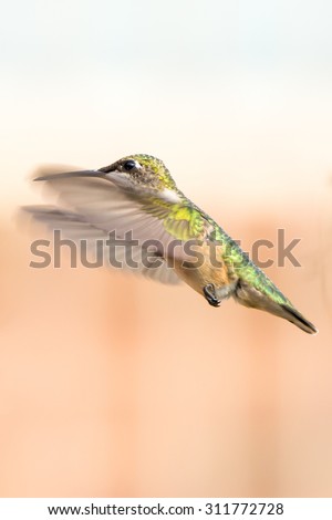 Flying Female Ruby-Throated Hummingbird
