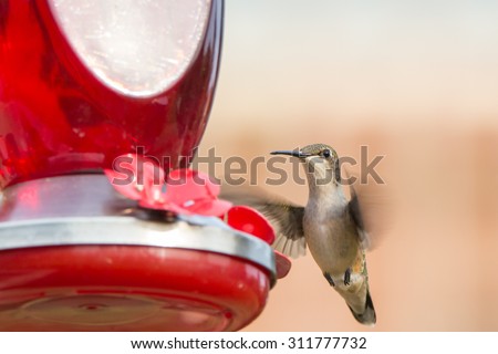 Female Ruby-Throated Hummingbird Approaches a Feeder