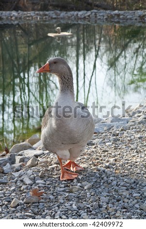 Duck by a Pond
