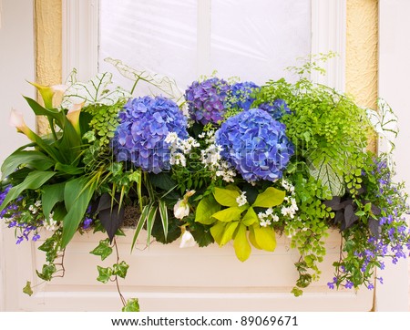 Beautiful Spring Hydrangea Flowers and Leaves Planter Outside a Window