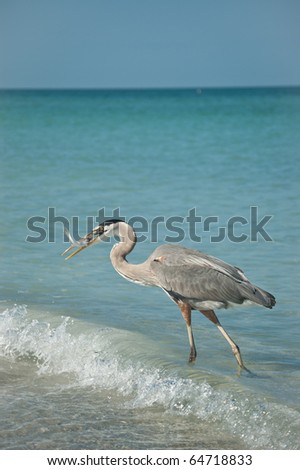 A Great Blue Heron with a fish in its mouth walking in the shallow waters of a Gulf Coast Florida beach.
