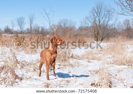 A Vizsla dog (Hungarian pointer) points at some birds in a snowy field in the winter.