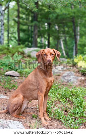 A female Vizsla dog sits in a wooded area.