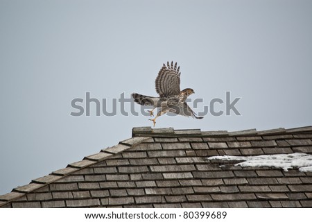 A Cooper\'s Hawk takes off from the top of a shingled roof in winter