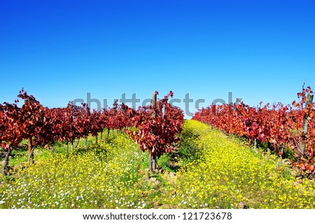 Autumn vineyard at Portugal, alentejo region