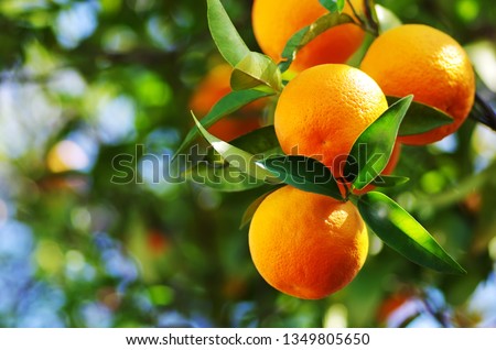 Similar – Image, Stock Photo Oranges in a tree with copy space right