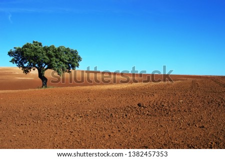 Foto Bild Alentejo-Landschaft