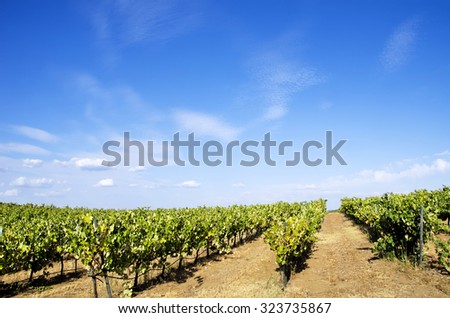 Vineyard at Portugal, Alentejo region