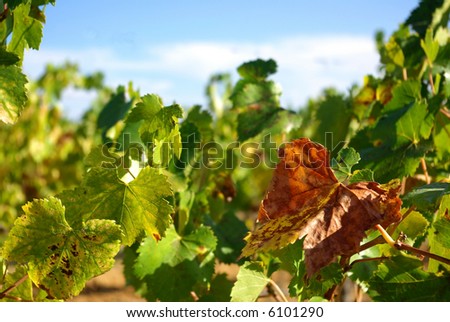 Autumn leaves on the vines in the vineyards at Portugal.