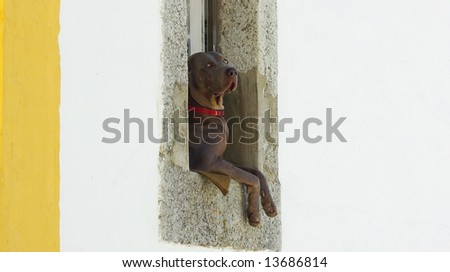 A curious dog in  the window.