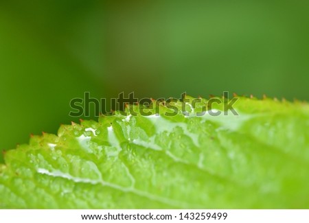 Macro image of a wet leaf edge with copy space