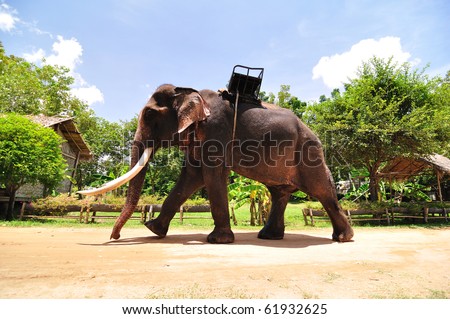 The west of Thailand, there is the elephant farm that conserves and helps the wild elephant. They train elephant to make a show for tourist.