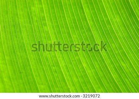 Macro of a leaf showing the veins - shallow DOF