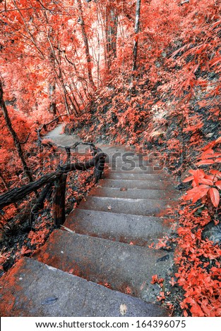 Beautiful Stair way in forest autumn season
