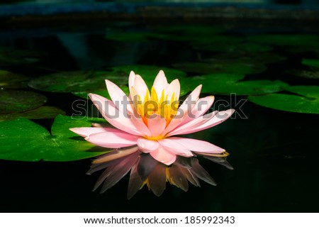 A beautiful pink waterlily or lotus flower in pond black and white