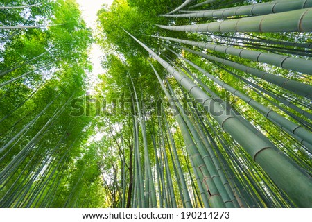 Foto Bild Wald mit hohem Bambus und grünen Blättern