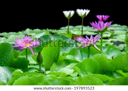 Beautiful pink and white lotus water lily in pond