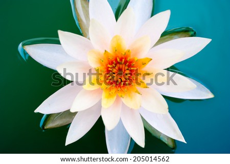 Close up lotus flower or water lily in pond half blue and green tone