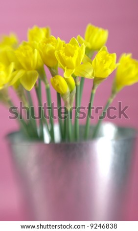 Bright springtime flower with special focus effect