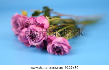 A bunch of pink roses with special effect focus