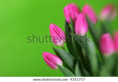 Pink tulips on a green background with special effect focus