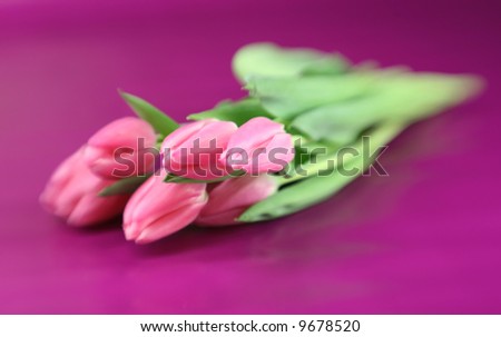 Spring tulips with special focus technique