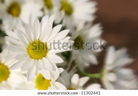 A bunch of bright spring daises with special focus