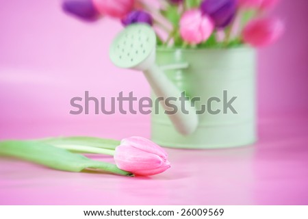 A bunch of tulips in pastel colors, with single flower in focus in foreground