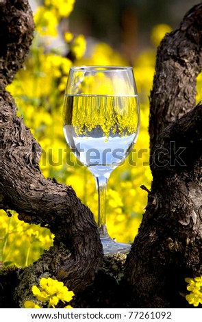 Mustard grass reflecting in a wine glass, Napa Valley wine country.