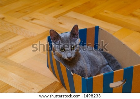 grey cat in box