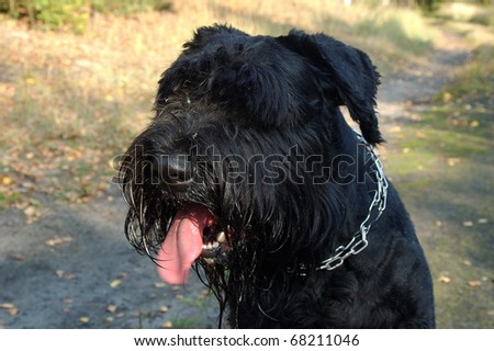 Photo of Schnauzer dog made in woods