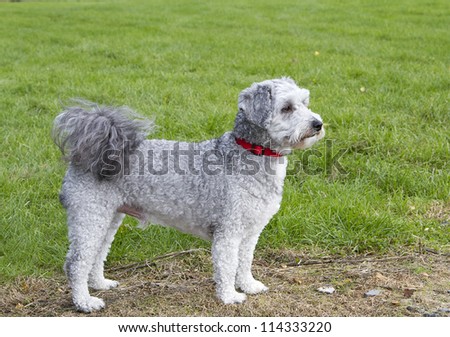 Bichon frise poodle cross breed dog standing looking