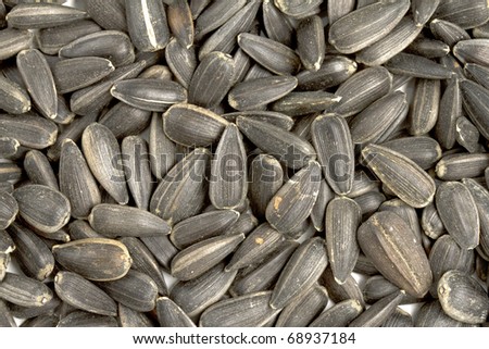 Close up image of sunflower seeds