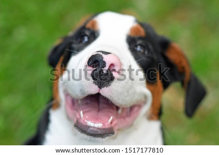 Shutterstock Puzzlepix