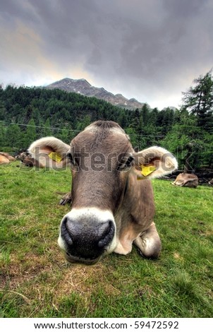 Cow portrait