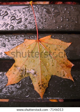 An autumn leave on a rainy day on a bench