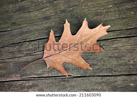 Autumn Leave on wooden table
