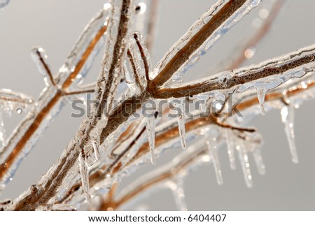 Photos of branches covered in ice after an ice storm.