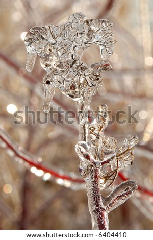 Photo of branches covered in ice after an ice storm