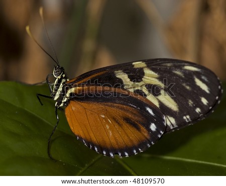 Macro photo of a Tiger Longwing Butterfly, Heliconius hecale.