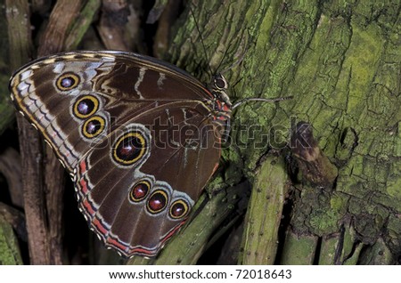 An Owl Butterfly,of the Nymphalidae family, native of South America and Mexico.