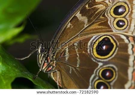 Photo of an Owl Butterfly, of the Nympalidae family, native of South America and Mexico.