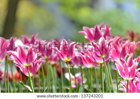 White and Pink color tulips. (Flower-beds in the spring)