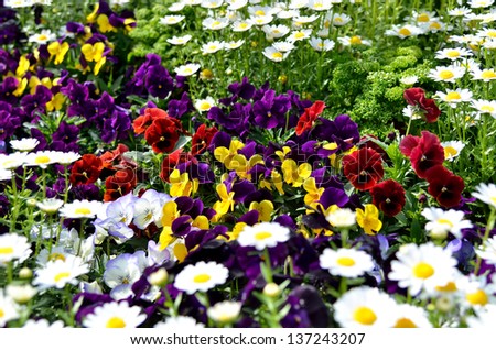 Pansies in the flower bed. (Flower-beds in the spring)
