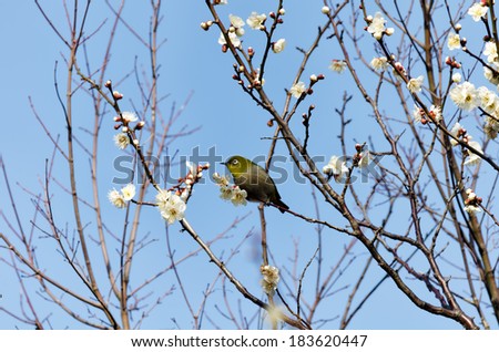 Mejiro and plum blossoms. Japanese white-eye on twig of Plum.