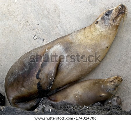 Sea-lion females on the pavement. San Cristobal island, Galapagos