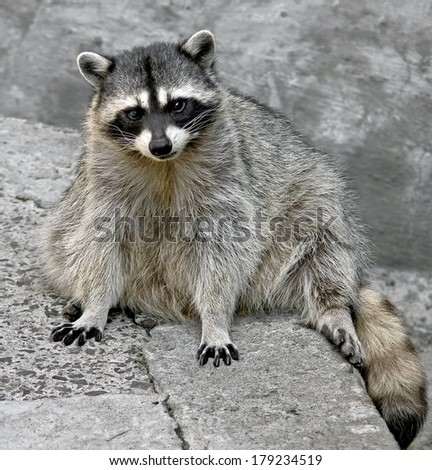 Racoon in its enclosure. Latin name - Procyon lotor